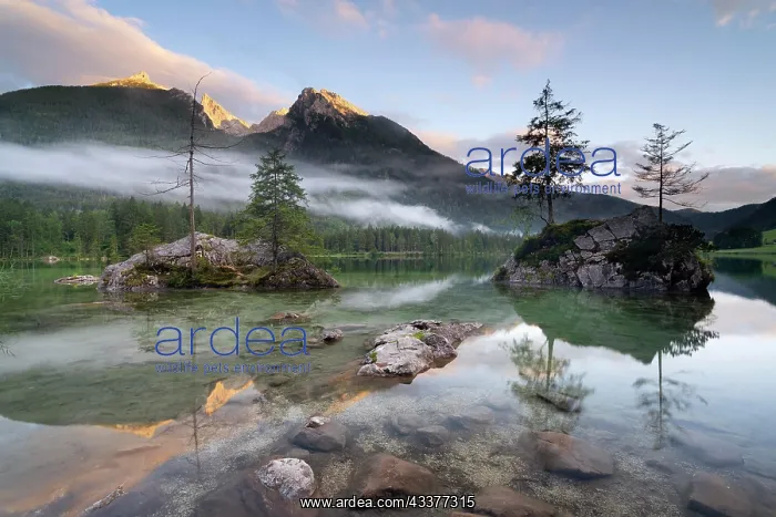 : Rocks with trees and fog in Hintersee, Hochkalter : Rocks with trees and fog in Hintersee, Hochkalter