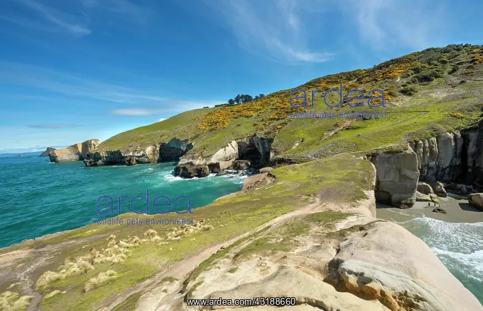 : Rocky cliffs of sandstone rocks, Tunnel Beach, Otago : Rocky cliffs of sandstone rocks, Tunnel Beach, Otago