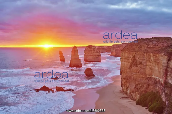: Rocky coast with the Twelve Apostles at sunset : Rocky coast with the Twelve Apostles at sunset