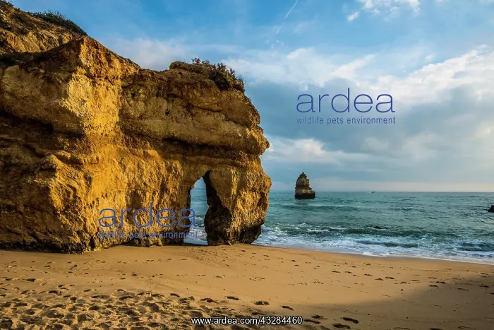 : Rocky coast with beach and red rocks, Praia do Camilo : Rocky coast with beach and red rocks, Praia do Camilo