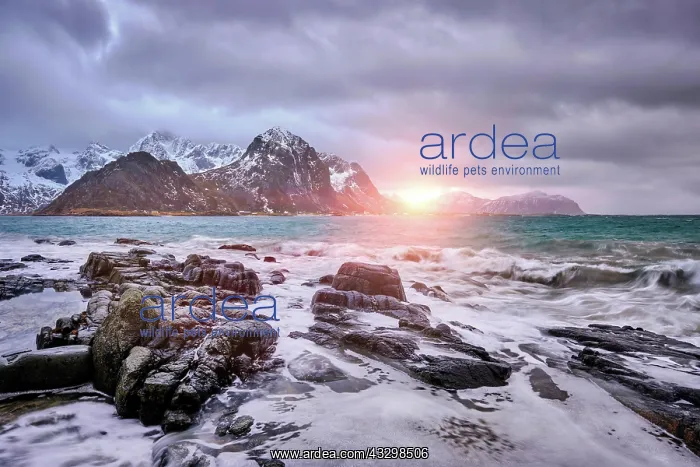 : Rocky coast of fjord of Norwegian sea in winter : Rocky coast of fjord of Norwegian sea in winter