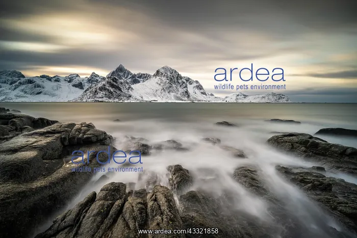 : Rocky coast near Vareid, Flakstadoya, Lofoten, Norway : Rocky coast near Vareid, Flakstadoya, Lofoten, Norway