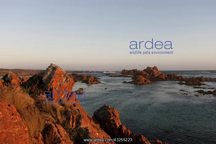 : rocky coast at Nettley Bay, Tasmania. Australia : rocky coast at Nettley Bay, Tasmania. Australia