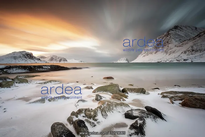 : Rocky coast with snow at sunset, Haukland, Lofoten : Rocky coast with snow at sunset, Haukland, Lofoten