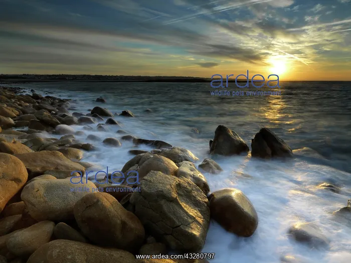 : Rocky coast, surf, at sunrise, D&, x9c21;rtement : Rocky coast, surf, at sunrise, D&, x9c21;rtement