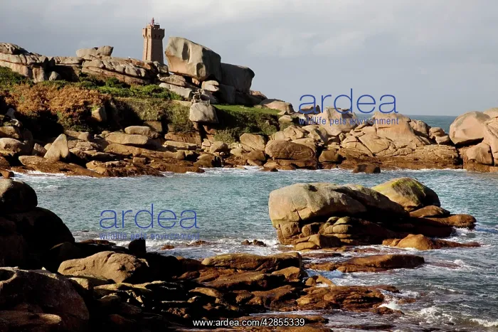  : Rocky Coastline, Ploumanach, Brittany, France