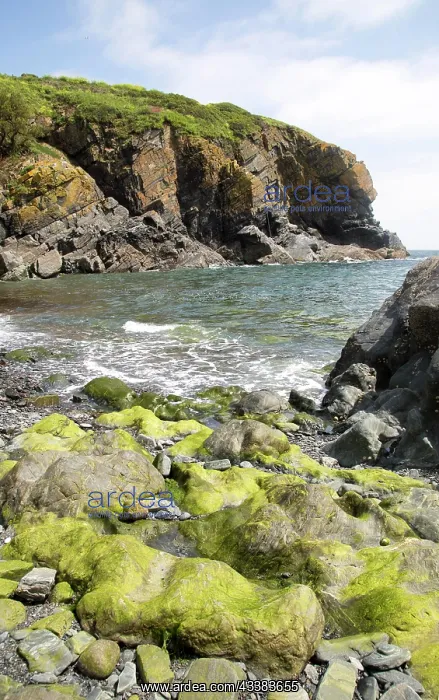 : Rocky cove at Cadgwith, Lizard peninsula, Cornwall : Rocky cove at Cadgwith, Lizard peninsula, Cornwall