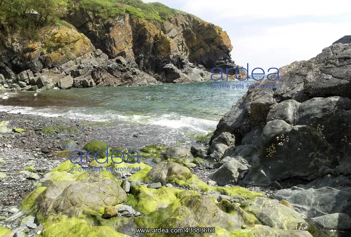 : Rocky cove at Cadgwith, Lizard peninsula, Cornwall : Rocky cove at Cadgwith, Lizard peninsula, Cornwall