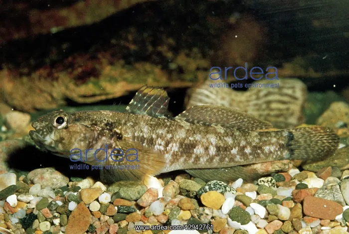  : Rocky Goby