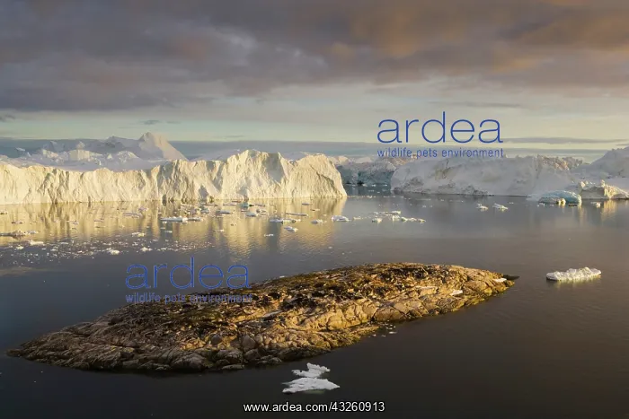 : rocky island and large icebergs at midnight : rocky island and large icebergs at midnight