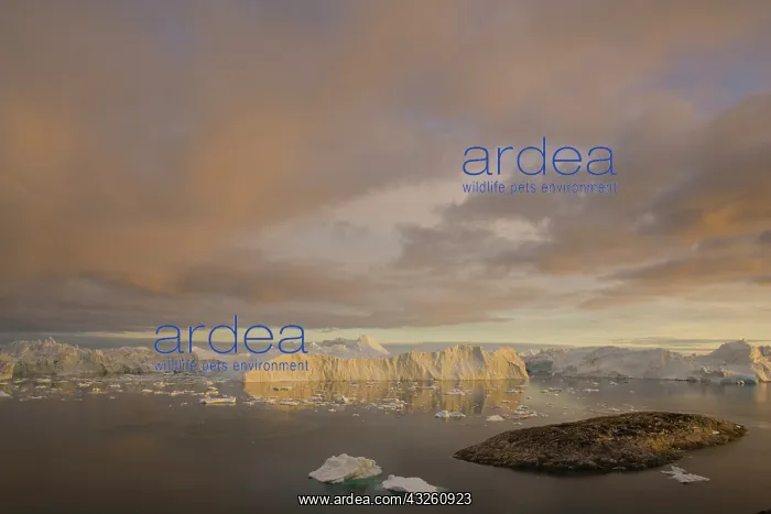 : rocky island and large icebergs at midnight : rocky island and large icebergs at midnight