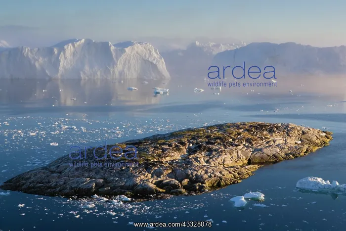 : Rocky island and large icebergs at midnight : Rocky island and large icebergs at midnight