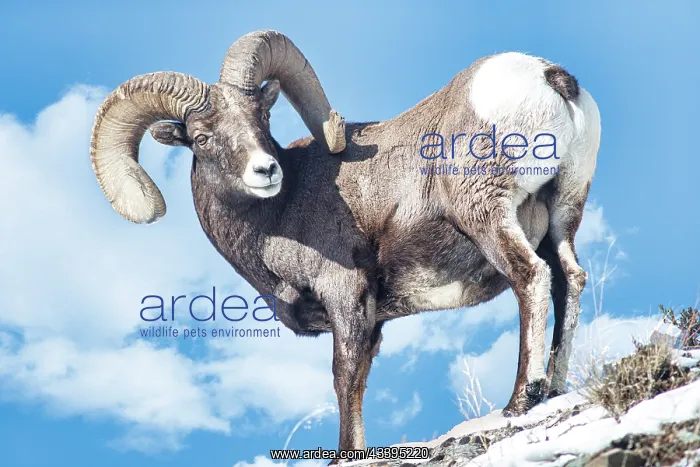 : Rocky Mountain Big Horn Ram in the Lamar Valley