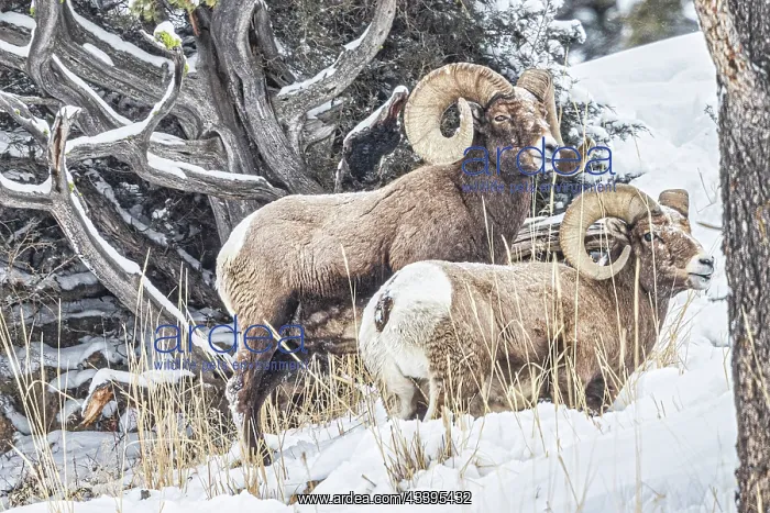 : Rocky Mountain Big Horn Sheep in the Lamar Valley : Rocky Mountain Big Horn Sheep in the Lamar Valley