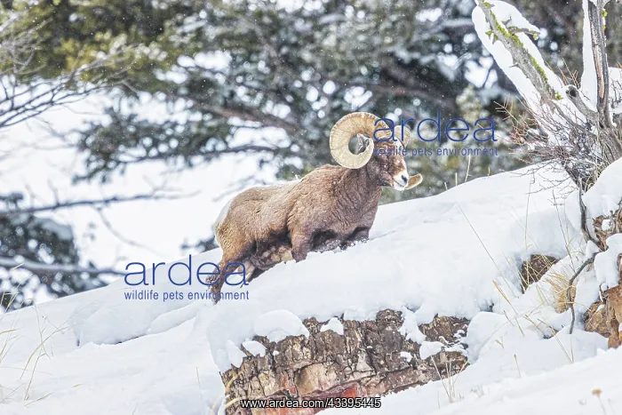 : Rocky Mountain Big Horn Sheep in the Lamar Valley : Rocky Mountain Big Horn Sheep in the Lamar Valley