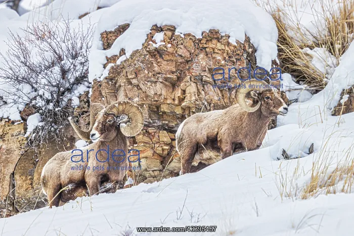 : Rocky Mountain Big Horn Sheep in the Lamar Valley : Rocky Mountain Big Horn Sheep in the Lamar Valley
