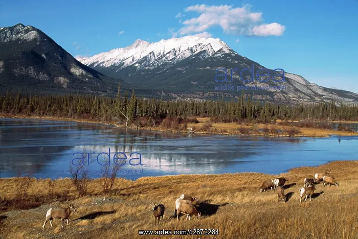 : Rocky Mountain Bighorn / Big-Horn SHEEP - grazing : Rocky Mountain Bighorn / Big-Horn SHEEP - grazing
