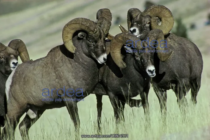 : Rocky Mountain Bighorn / Big-Horn SHEEP - rams : Rocky Mountain Bighorn / Big-Horn SHEEP - rams