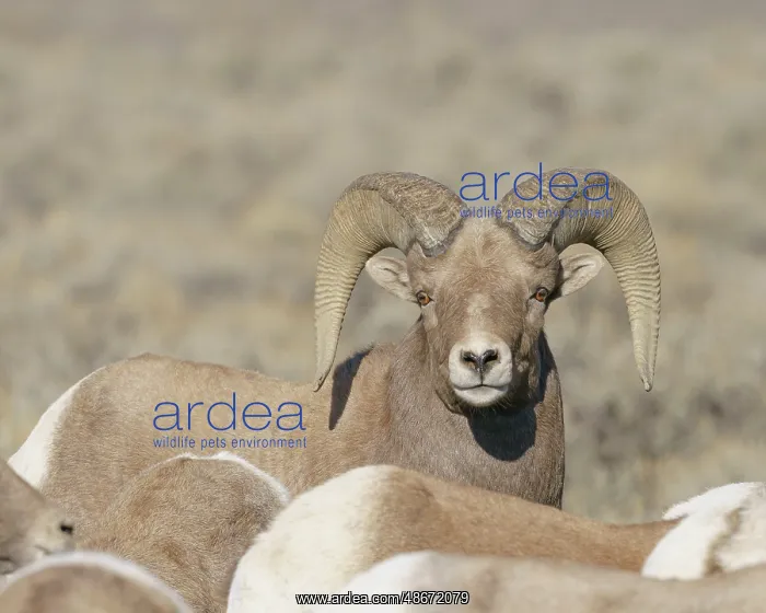 : Rocky Mountain bighorn ram with ewes. Rio Grande Norte, New : Rocky Mountain bighorn ram with ewes. Rio Grande Norte, New