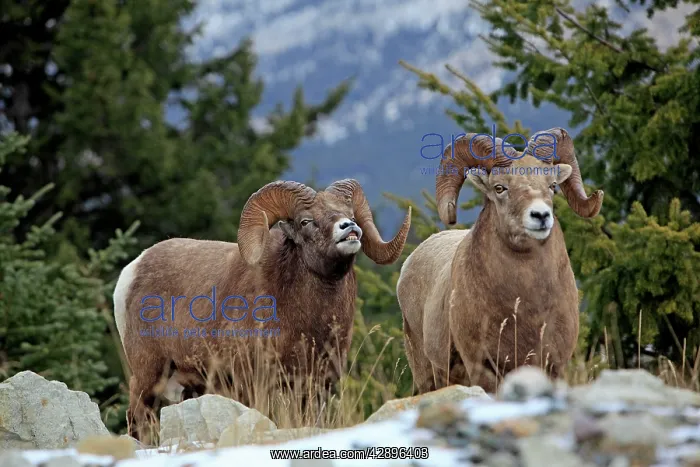: Rocky Mountain Bighorn Sheep : Rocky Mountain Bighorn Sheep