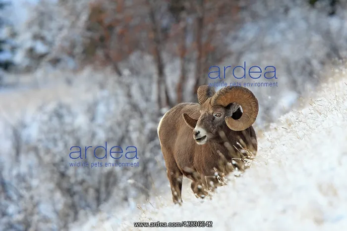 : Rocky Mountain Bighorn Sheep : Rocky Mountain Bighorn Sheep