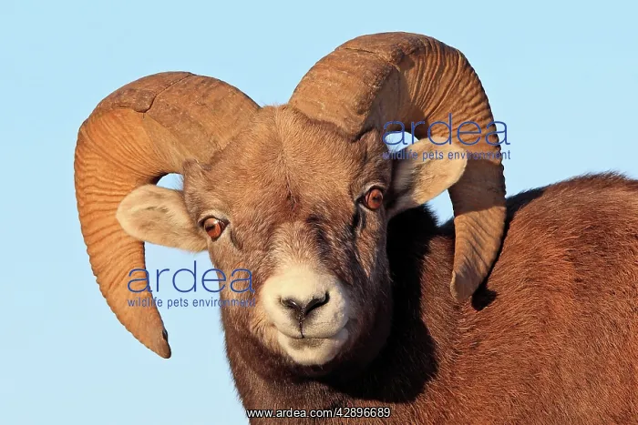 : Rocky Mountain Bighorn Sheep : Rocky Mountain Bighorn Sheep