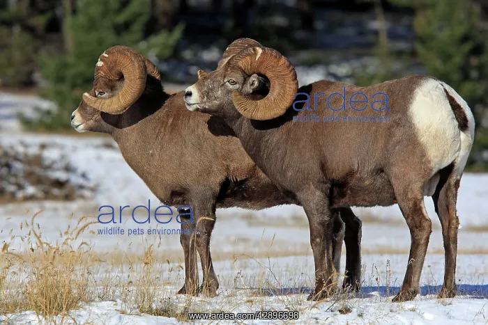 : Rocky Mountain Bighorn Sheep : Rocky Mountain Bighorn Sheep