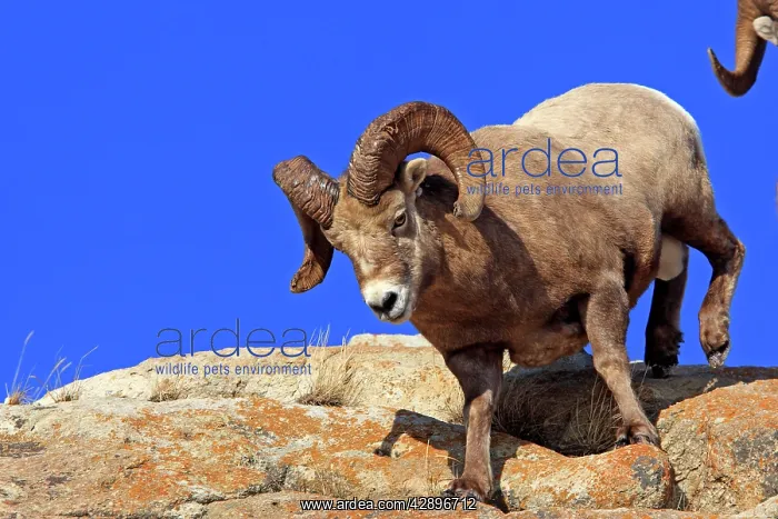 : Rocky Mountain Bighorn Sheep : Rocky Mountain Bighorn Sheep