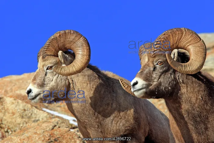 : Rocky Mountain Bighorn Sheep : Rocky Mountain Bighorn Sheep