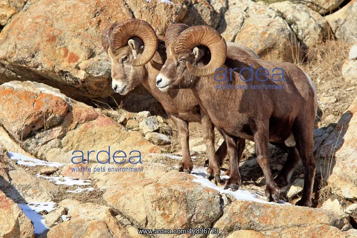 : Rocky Mountain Bighorn Sheep : Rocky Mountain Bighorn Sheep