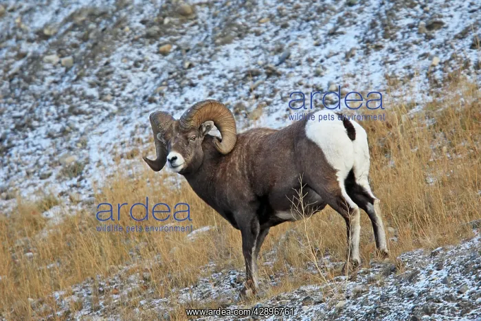 : Rocky Mountain Bighorn Sheep : Rocky Mountain Bighorn Sheep