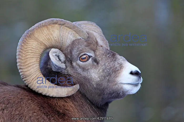  : Rocky Mountain Bighorn Sheep