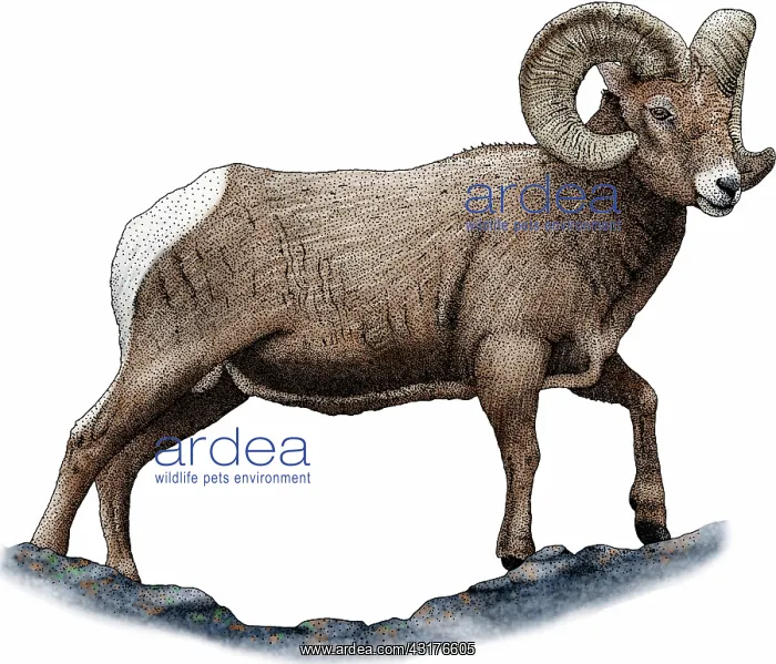 : Rocky mountain bighorn sheep : Rocky mountain bighorn sheep