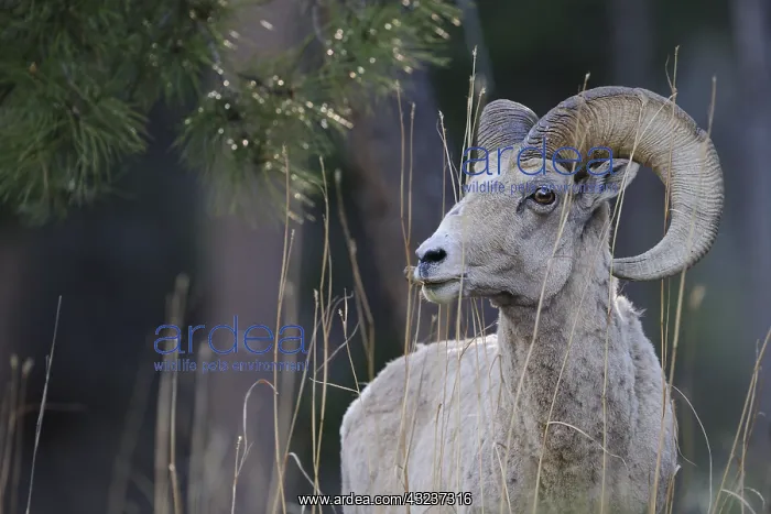 : Rocky Mountain Bighorn Sheep close up - Close up : Rocky Mountain Bighorn Sheep close up - Close up