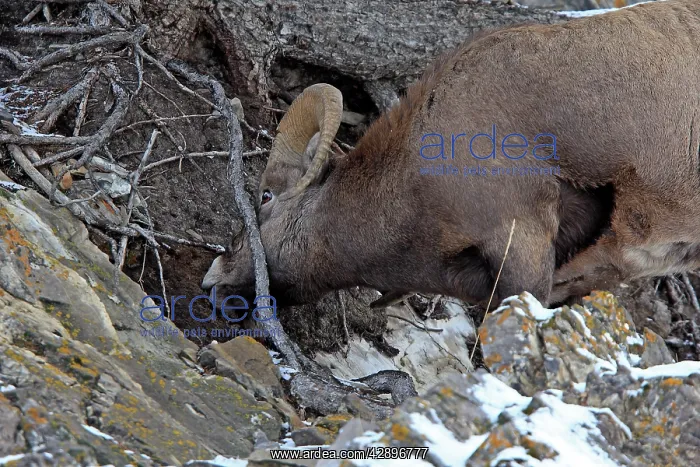 : Rocky Mountain Bighorn Sheep - eating the earth : Rocky Mountain Bighorn Sheep - eating the earth