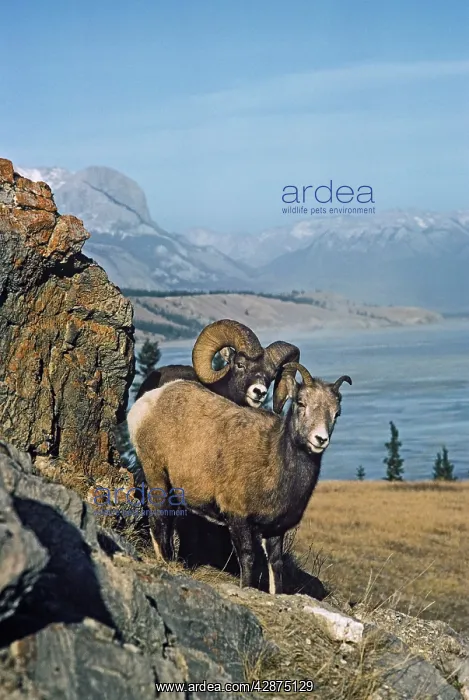 : Rocky Mountain Bighorn Sheep - ewe and ram during : Rocky Mountain Bighorn Sheep - ewe and ram during
