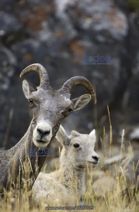 : Rocky Mountain Bighorn Sheep kid - Rocky Mountain : Rocky Mountain Bighorn Sheep kid - Rocky Mountain