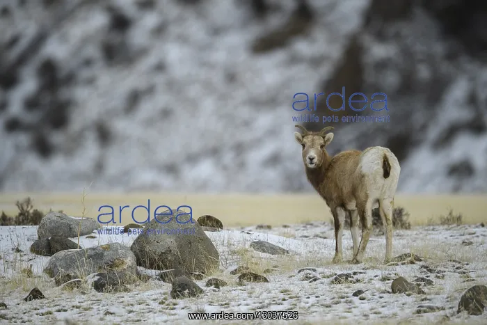  : Rocky Mountain Bighorn Sheep kid in snow - Rocky