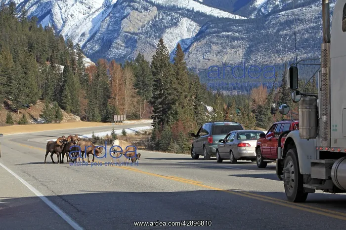 : Rocky Mountain Bighorn Sheep - licking to get the : Rocky Mountain Bighorn Sheep - licking to get the