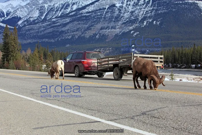 : Rocky Mountain Bighorn Sheep - licking the salt on the road : Rocky Mountain Bighorn Sheep - licking the salt on the road