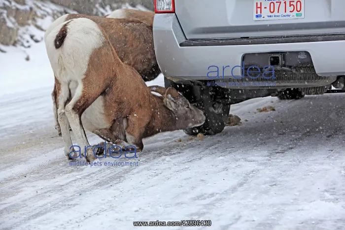 : Rocky Mountain Bighorn Sheep - licking the salt on the road : Rocky Mountain Bighorn Sheep - licking the salt on the road