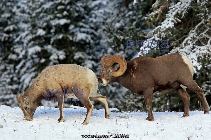: Rocky Mountain Bighorn Sheep - male smelling / : Rocky Mountain Bighorn Sheep - male smelling /