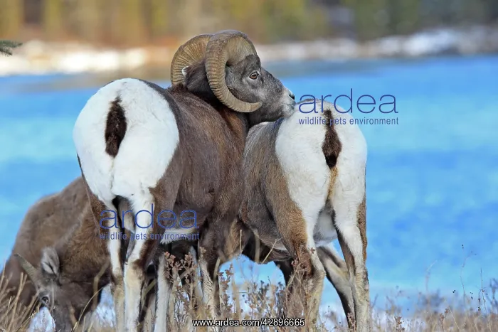 : Rocky Mountain Bighorn Sheep - male smelling / : Rocky Mountain Bighorn Sheep - male smelling /