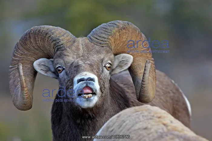 : Rocky Mountain Bighorn Sheep - male smelling / : Rocky Mountain Bighorn Sheep - male smelling /