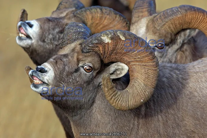 : Rocky Mountain Bighorn Sheep - males smelling / : Rocky Mountain Bighorn Sheep - males smelling /