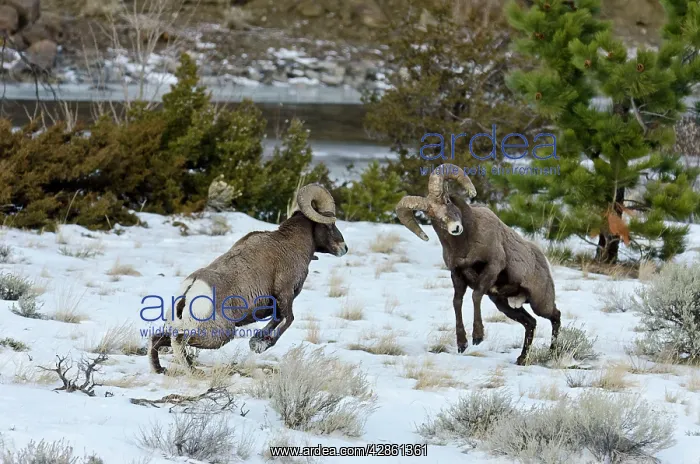 : Rocky Mountain Bighorn Sheep. Rams fighting / : Rocky Mountain Bighorn Sheep. Rams fighting /
