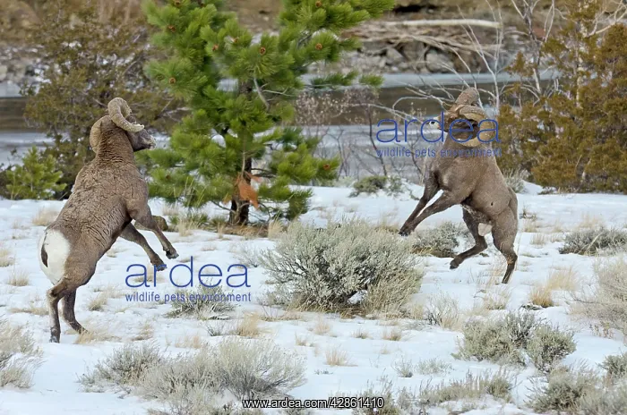 : Rocky Mountain Bighorn Sheep. Rams fighting / : Rocky Mountain Bighorn Sheep. Rams fighting /