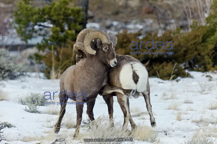 : Rocky Mountain Bighorn Sheep. Rams fighting / : Rocky Mountain Bighorn Sheep. Rams fighting /