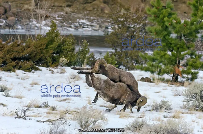 : Rocky Mountain Bighorn Sheep. Rams fighting / head : Rocky Mountain Bighorn Sheep. Rams fighting / head