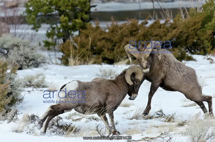  : Rocky Mountain Bighorn Sheep. Rams fighting  /  head